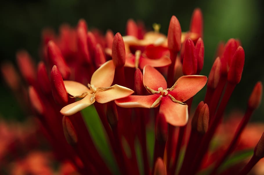 Photo of Red Petaled Flowers, beautiful, bloom, blooming, bright HD wallpaper
