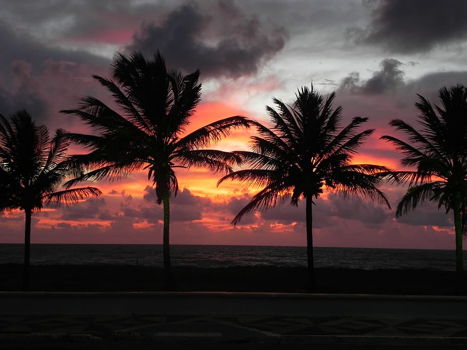 cabedelo, brazil, coconuts, beach, sunraise, sky, palm tree HD wallpaper