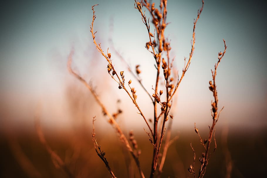 Selective-focus Photograph of Plant, blur, brown, dawn, dew, dry HD wallpaper