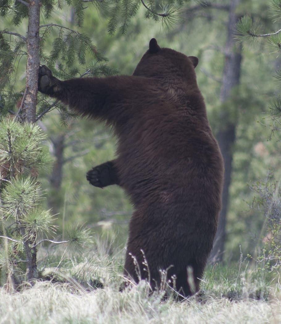 black bear, nature, wildlife, scratching back, trees, big, animal, HD wallpaper