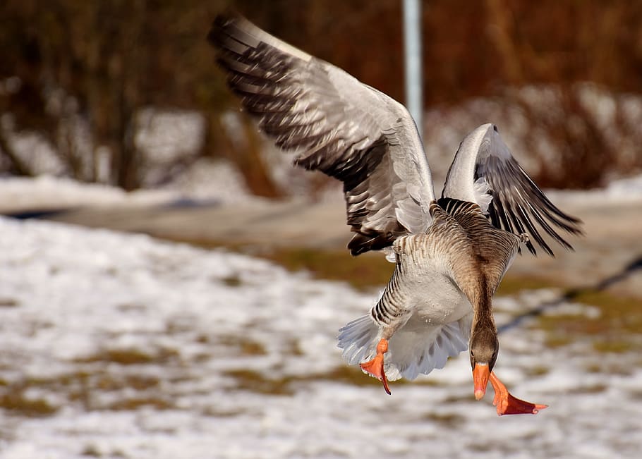 goose, flying, flight, water bird, animal world, head, wild goose HD wallpaper