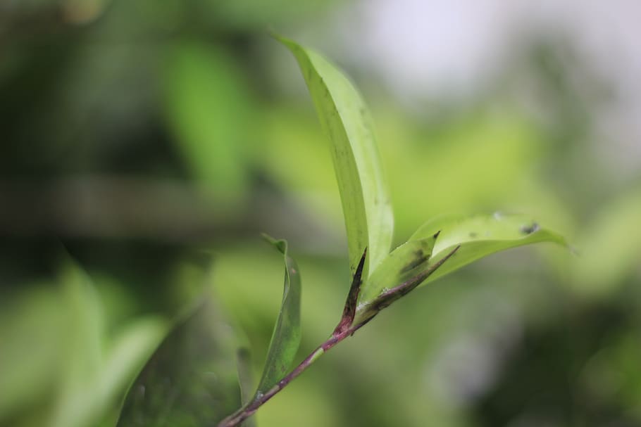 leaf, growth, green color, plant, close-up, beauty in nature HD wallpaper