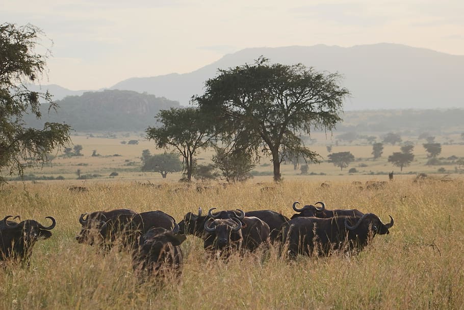 group of water buffalo, nature, field, savanna, grassland, outdoors, HD wallpaper