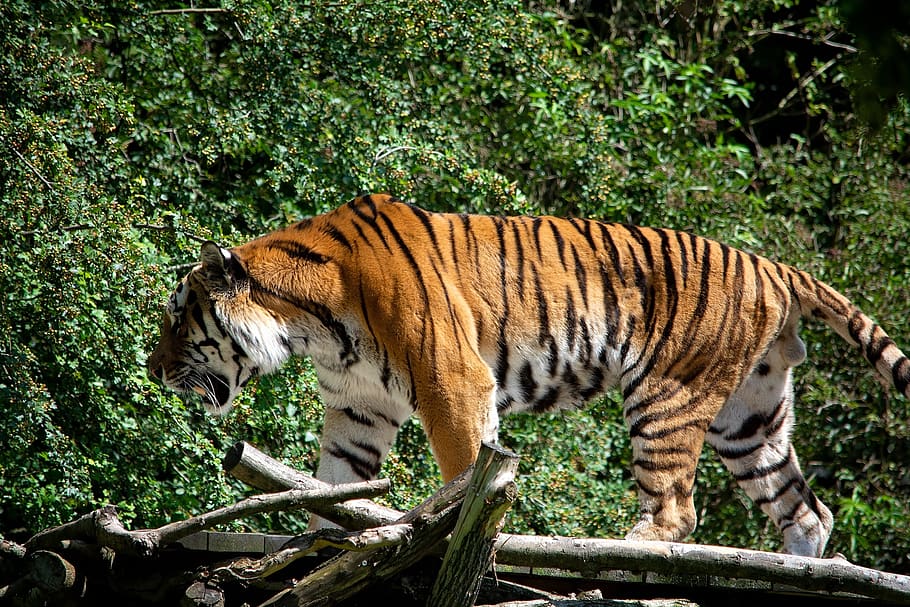HD wallpaper: tiger, animal, animal world, predator, wildcat, big cat ...