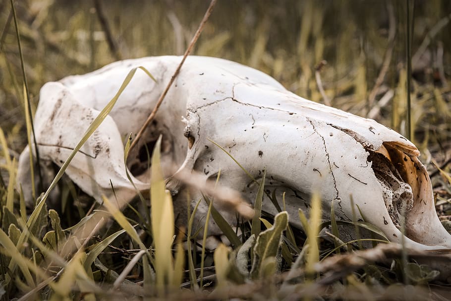 death, bones, skull, skeleton, horror, scary, halloween, head HD wallpaper