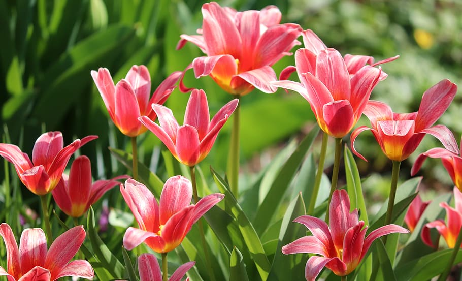 tulips, tulipa, schnittblume, bloom, breeding tulip, red, ornamental flower, HD wallpaper