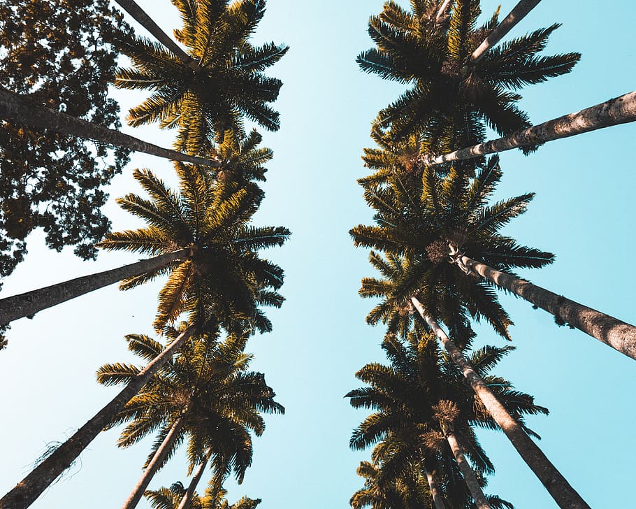 coconut trees during day time, sky, plant, growth, low angle view HD wallpaper