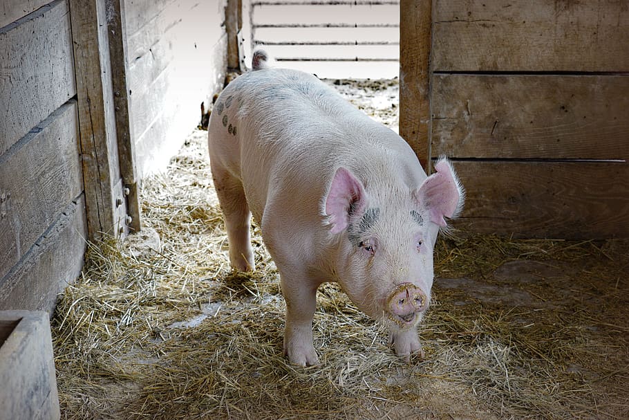 pig, hog, farm, livestock, mammal, domestic animals, animal themes HD wallpaper