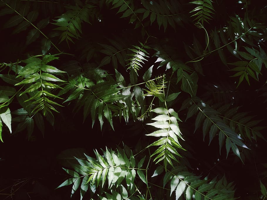 photohunter, plant, growth, green color, leaf, tree, plant part HD wallpaper