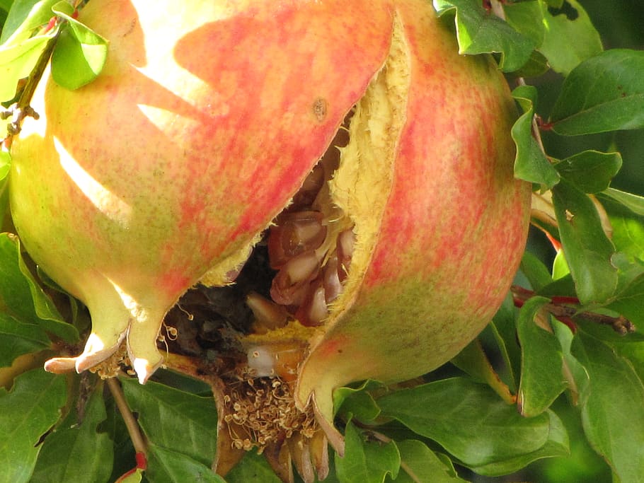 pomegranate, close-up, food, fruit, food and drink, healthy eating HD wallpaper