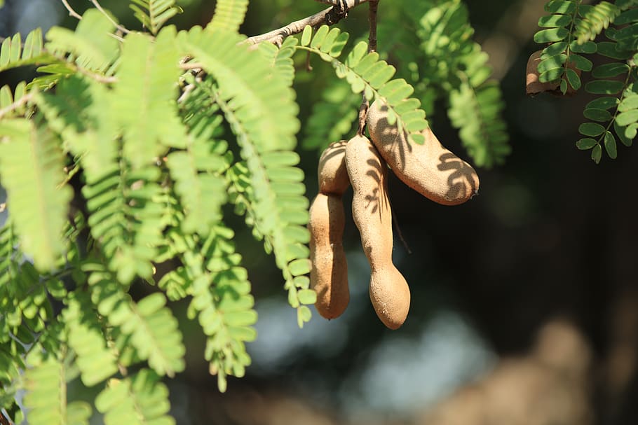 wild, sour bean tree, ripe, growth, hanging, plant, focus on foreground HD wallpaper
