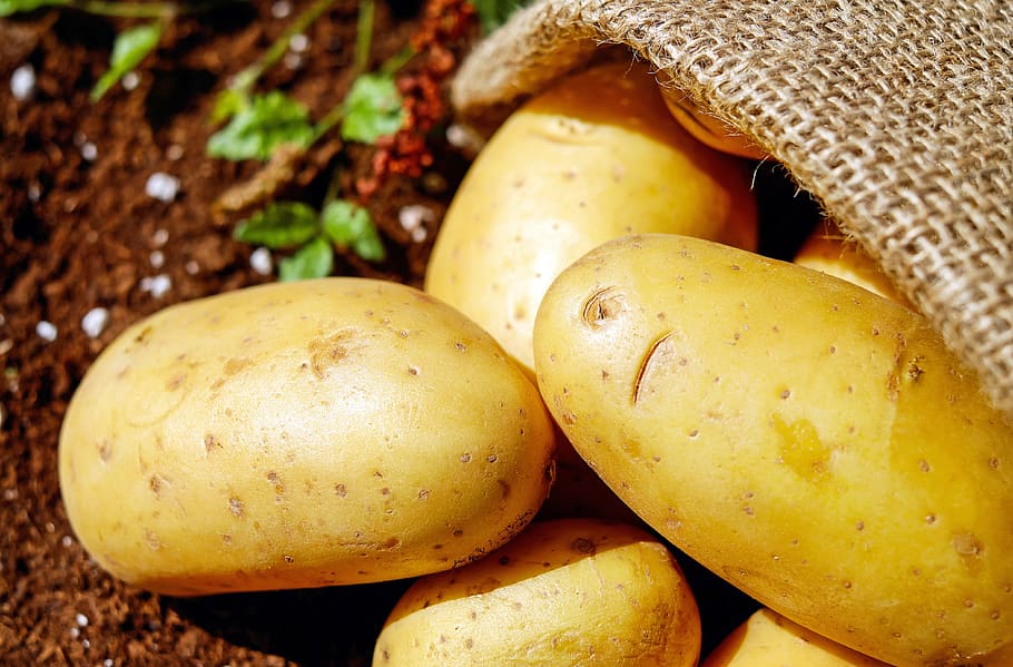 Closeup Photo of Potatoes, close-up, harvest, soil, vegetables, HD wallpaper