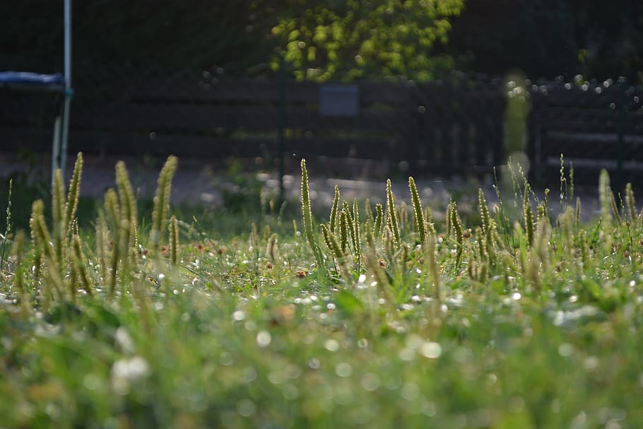 meadow, grass, focus, macro, landscape, summer, green, rest HD wallpaper