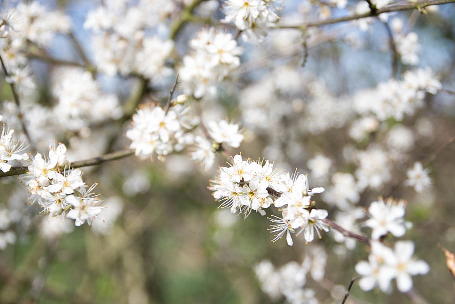 blossom, spring, trees, white, flowering plant, freshness, fragility HD wallpaper