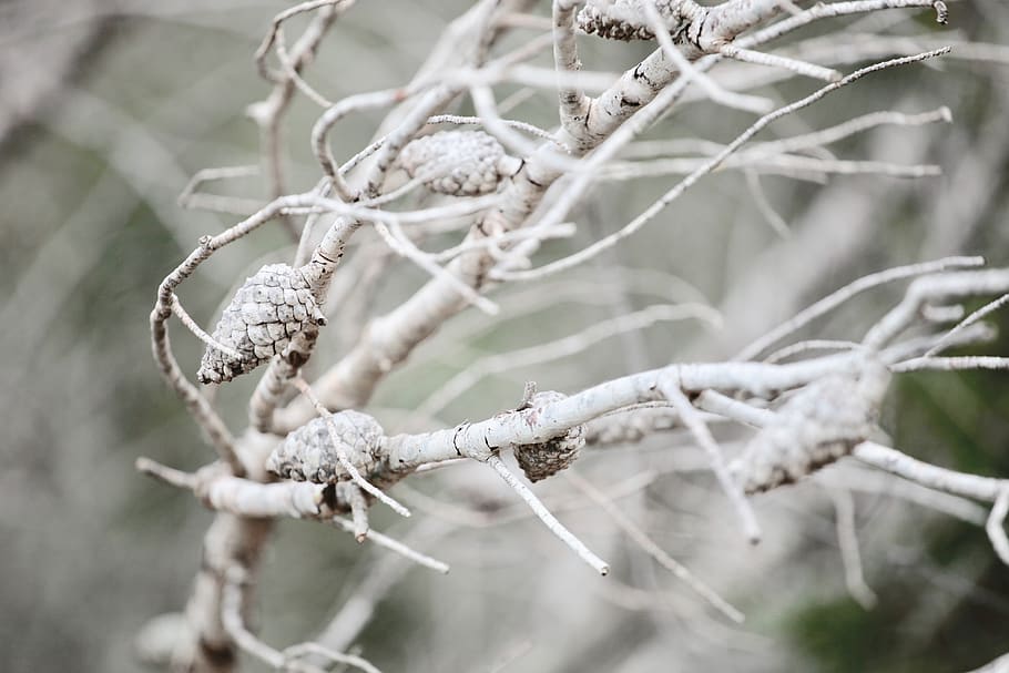 white, tree, nature, trees, landscape, branch, cold temperature HD wallpaper