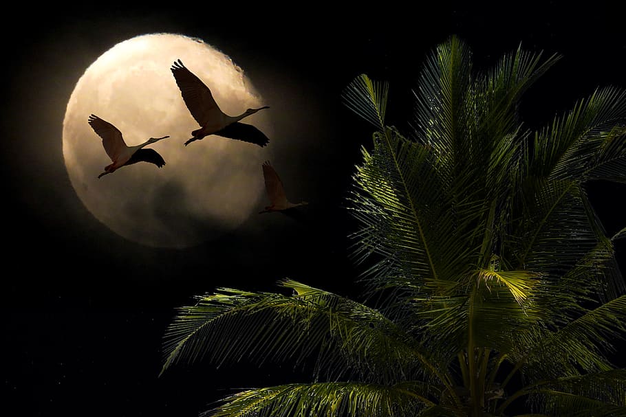 landscape, nature, moon, full moon, tree, bird, flamingo, mystical, HD wallpaper