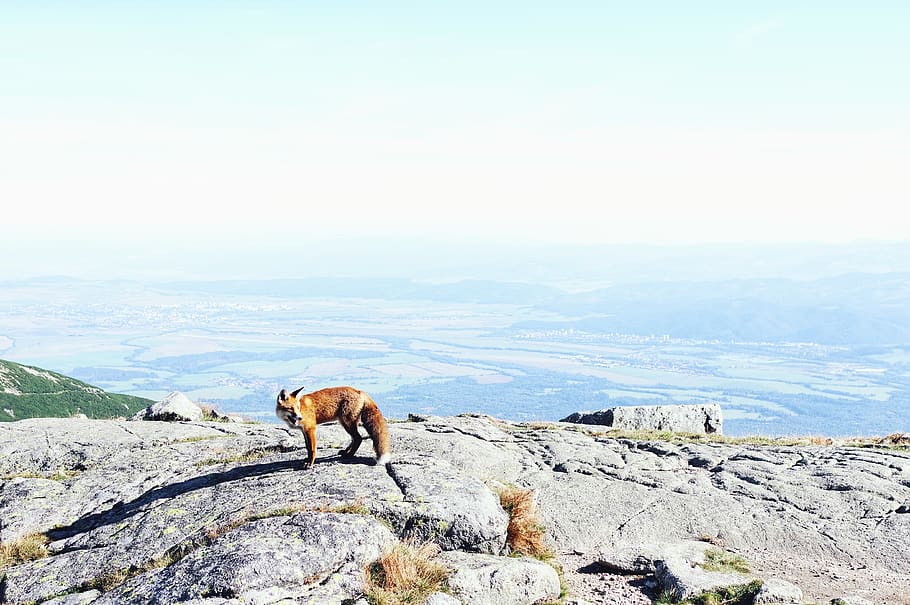 fox standing on cliff, rock, animal, dog, mammal, pet, canine