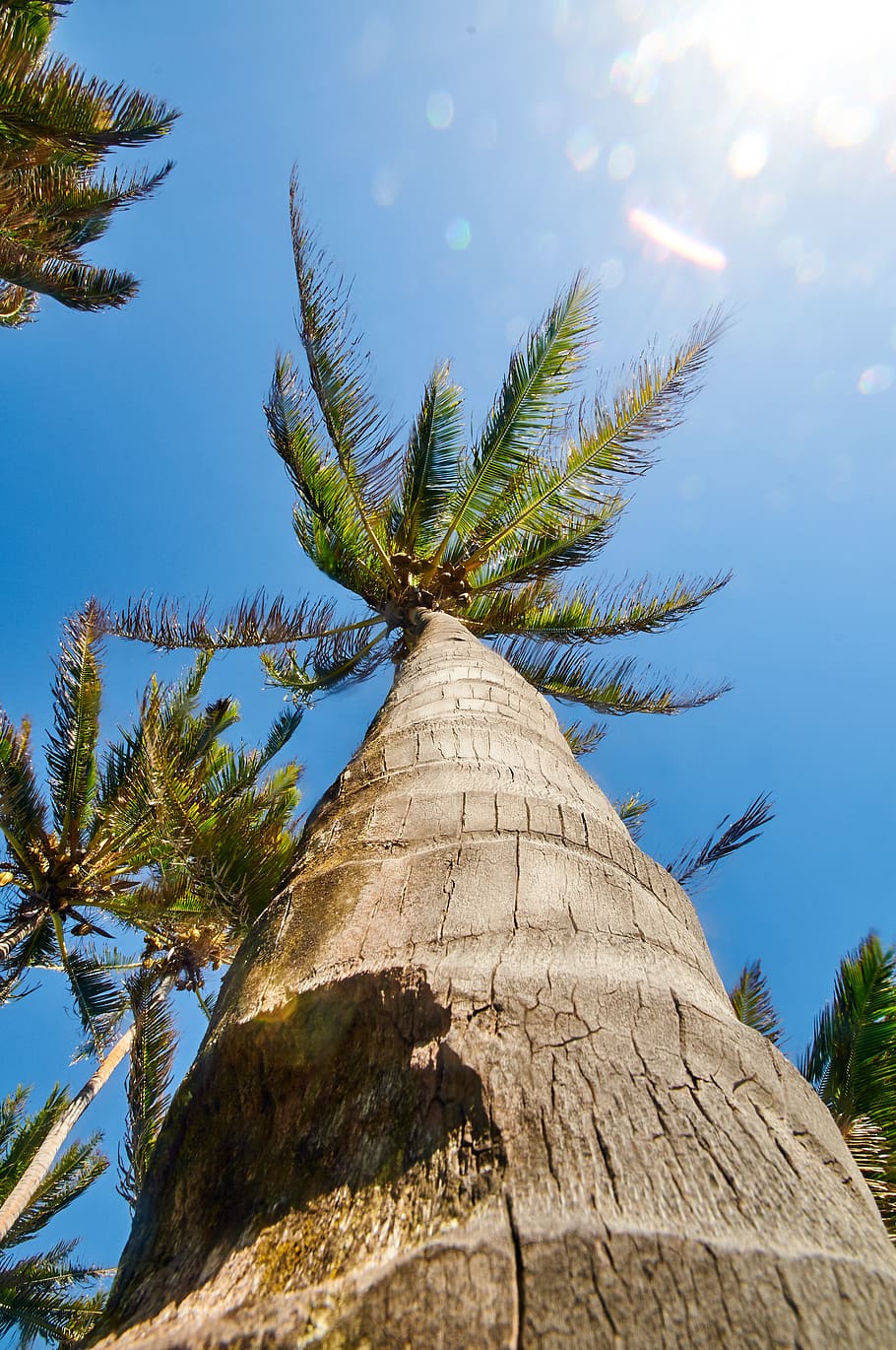 sky, tree, palm, wind, tropic, plant, no people, low angle view HD wallpaper