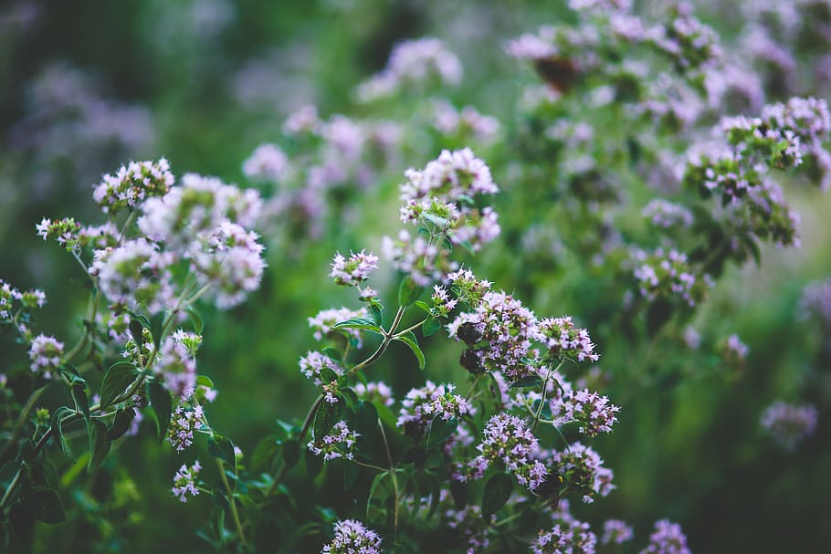 Blooming oregano, bumblebee, field, flora, flower, flowers, garden HD wallpaper