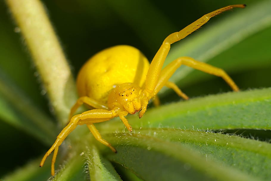 spider, macro, insect, nature, animal themes, animal wildlife HD wallpaper