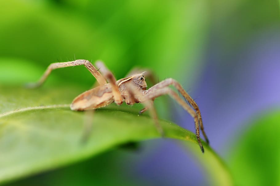 spider, small, eyes, insect, macro, hairy, arachnid, nature HD wallpaper