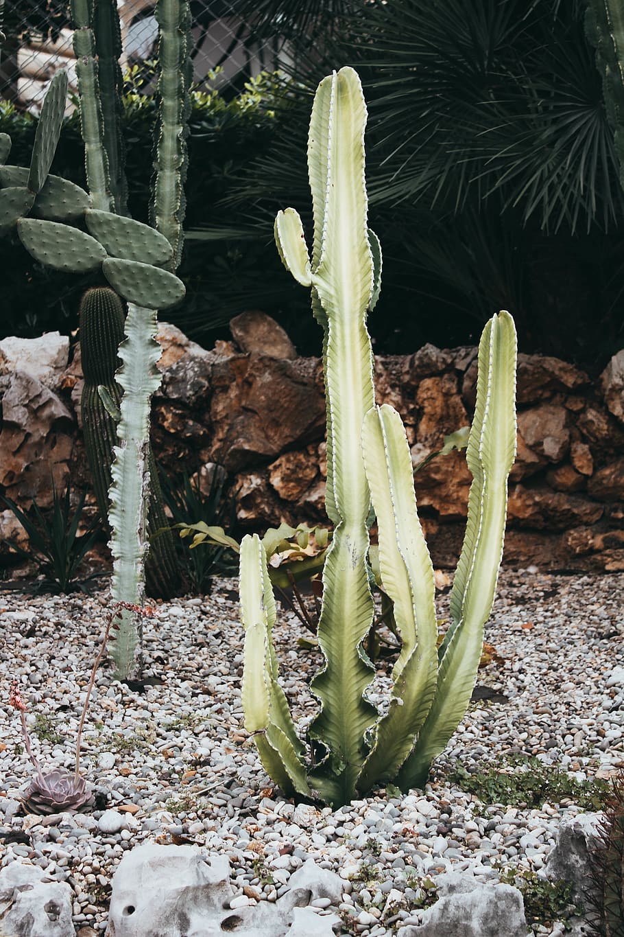 Green Leafed Plant, botanical, cactus, cactus plant, color, daylight HD wallpaper