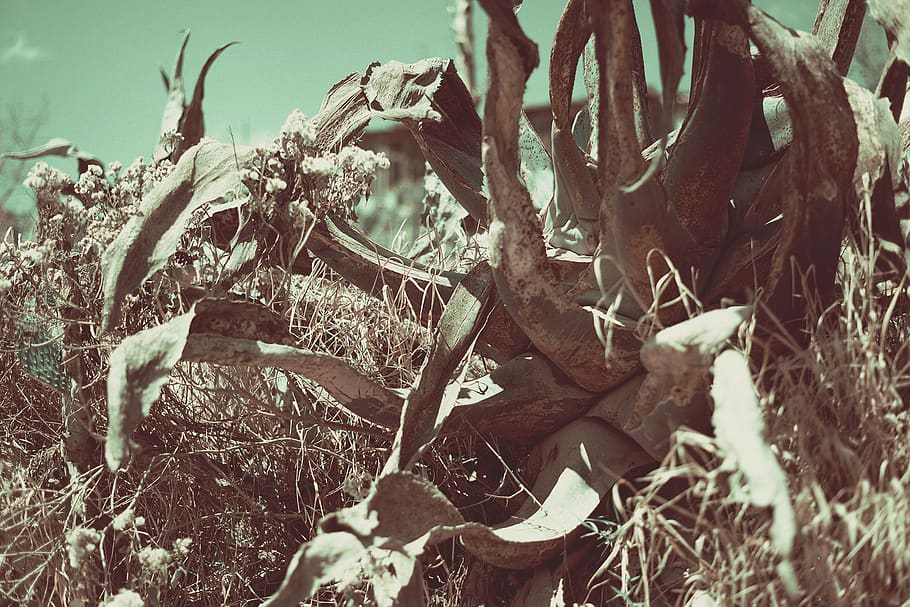 cactus, red, green, mexico, town, plant, nature, day, no people HD wallpaper