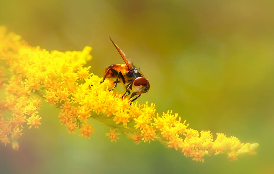 invertebrate, insect, animal themes, animals in the wild, flowering plant HD wallpaper