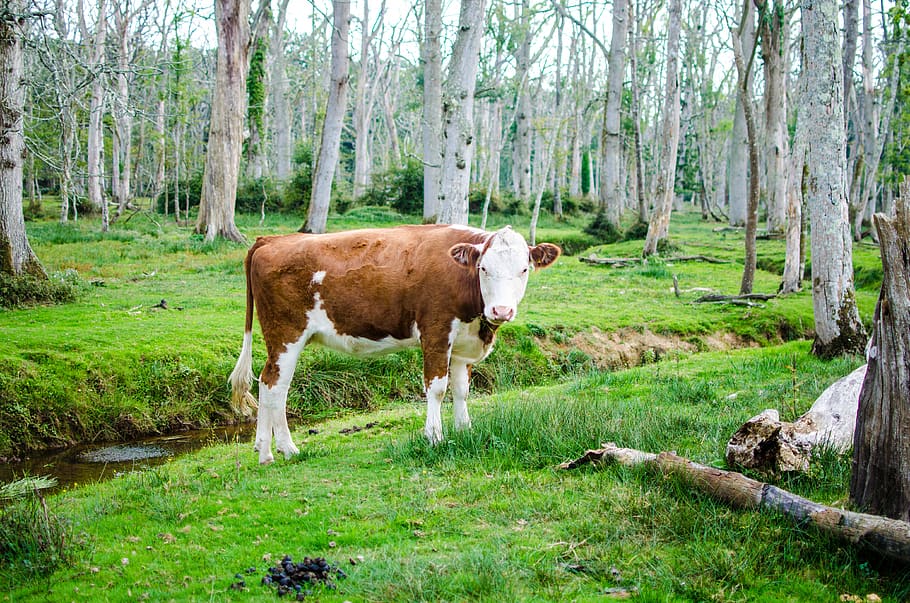 brown and white cattle in forest, mammal, plant, animal, land HD wallpaper
