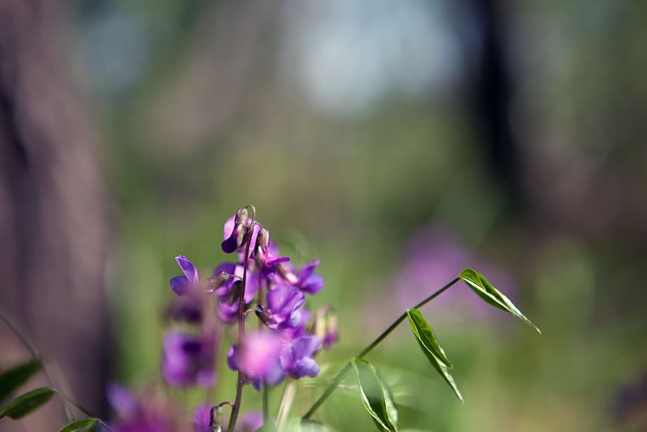 spring, flower, flowers, background, focus, closeup, outdoor HD wallpaper
