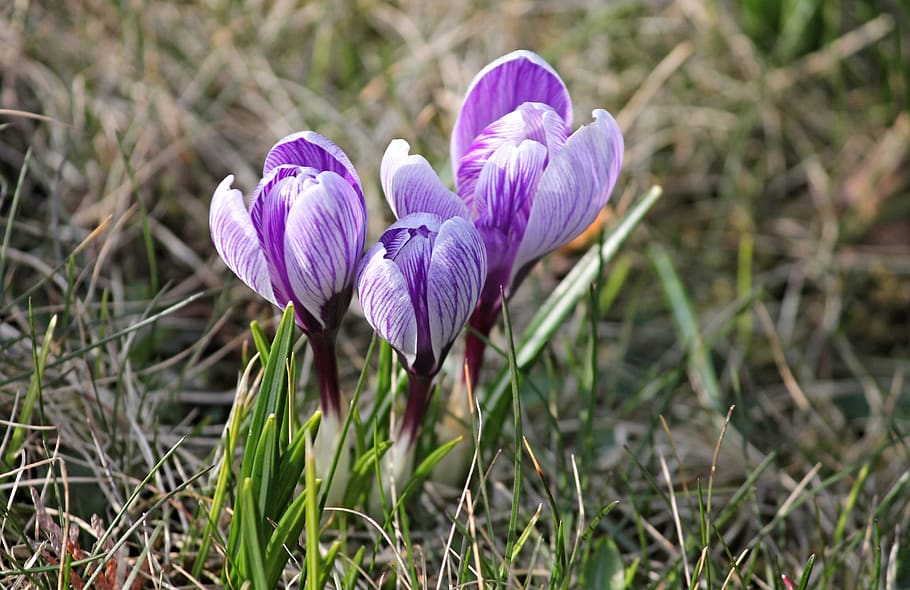 crocus, spring, lenz, early bloomer, violet, yellow, garden HD wallpaper