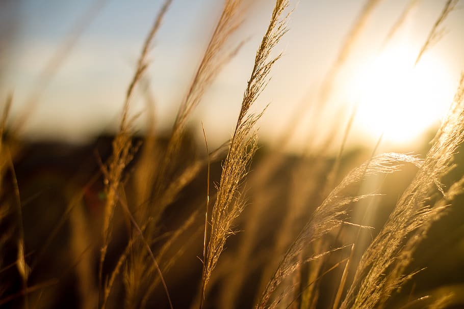 sunset, cereal plant, crop, agriculture, landscape, rural scene HD wallpaper