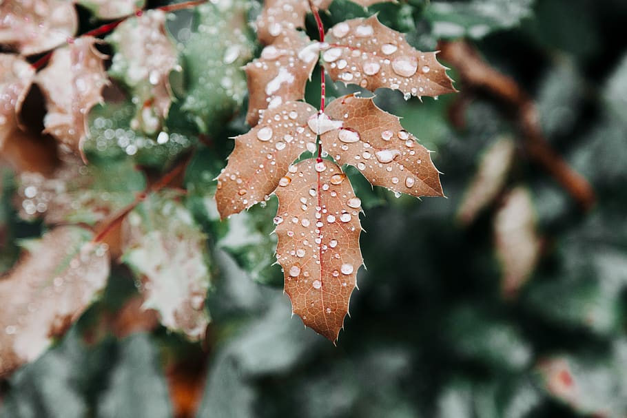 Brown Leafed Plant With Water Dews, close-up, droplets, macro HD wallpaper