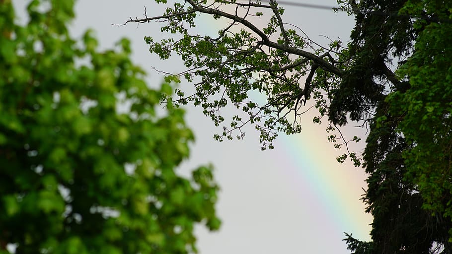 rainbow, trees, sky, love, sony, leaves, blue, plant, growth HD wallpaper