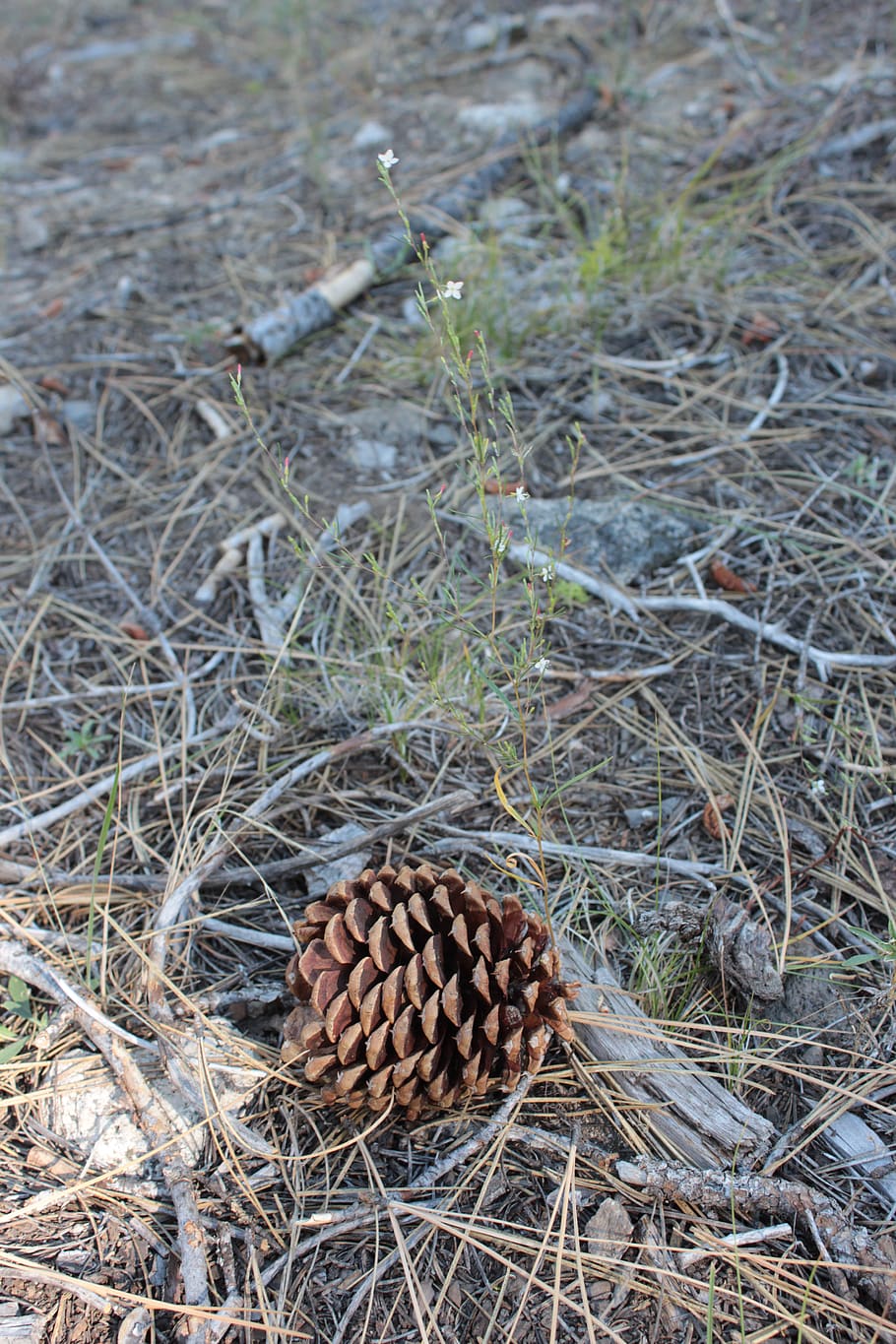 pinecone, forest, plant, nature, pine cone, land, food and drink HD wallpaper