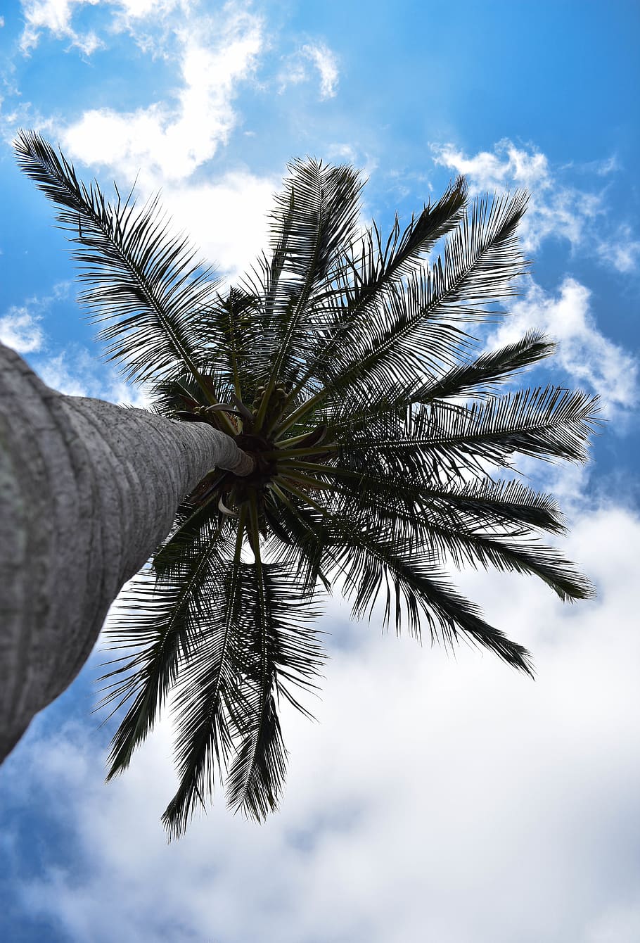 coconut tree, palm tree, green, blue, nikon, sky, tropical climate HD wallpaper