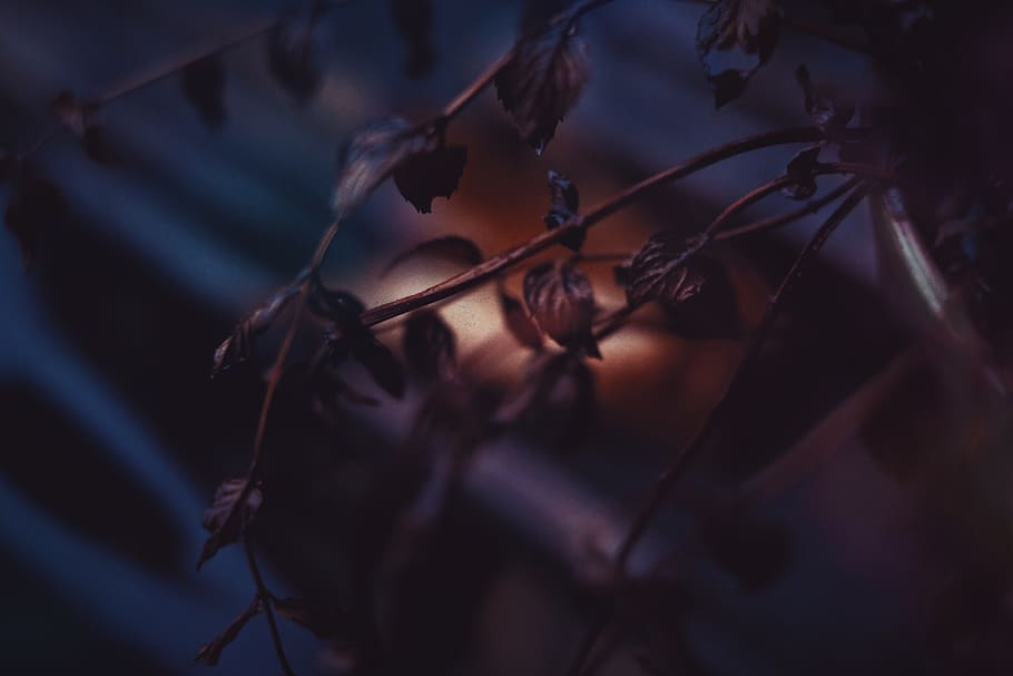 austria, graz, atmosphere, romantic, dark, abstract, mood, plant HD wallpaper