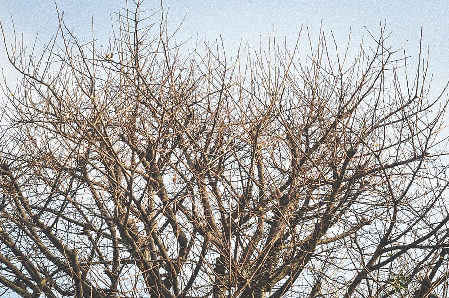 trees, branches, winter, bare tree, plant, low angle view, sky HD wallpaper