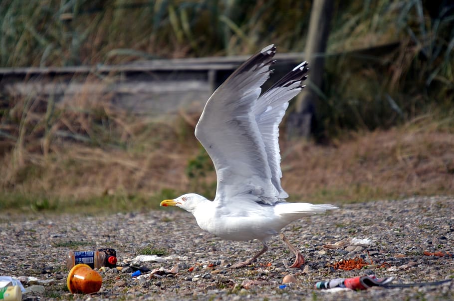 gull, garbage, dirty, plastic, taking off, bird, seagull, animal themes HD wallpaper
