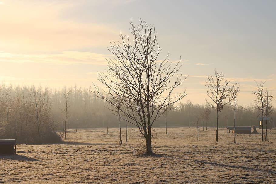 frost, dawn, tree, sapling, cold, nature, landscape, morning HD wallpaper