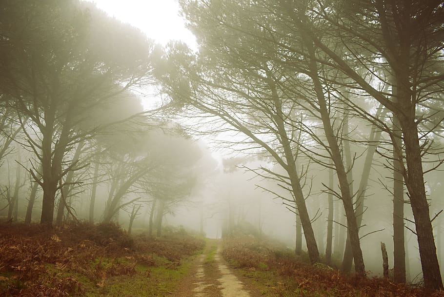 green trees during daytime, plant, fog, forest, land, tranquility, HD wallpaper