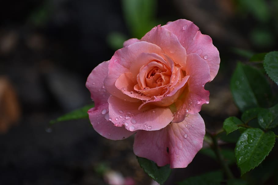 rose, flower, drops, rain, bloom, nature, garden, love, petals HD wallpaper