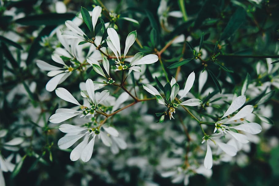 Selective Focus Photo of White Petaled Flowers, beautiful, bloom HD wallpaper