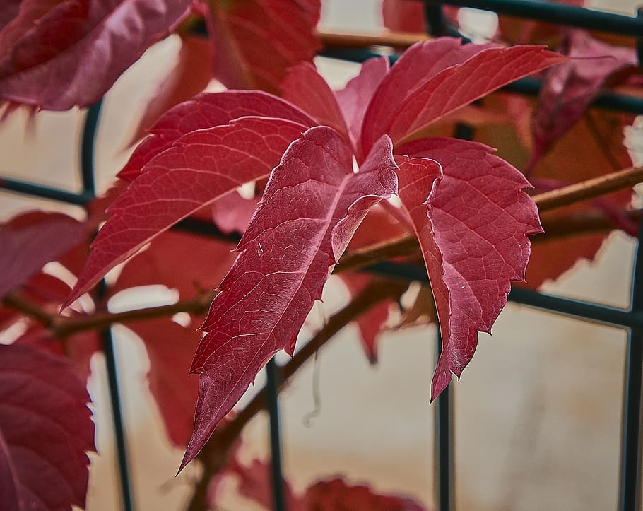 autumn, red, forest, leaves, nature, green, leaf, plant part HD wallpaper