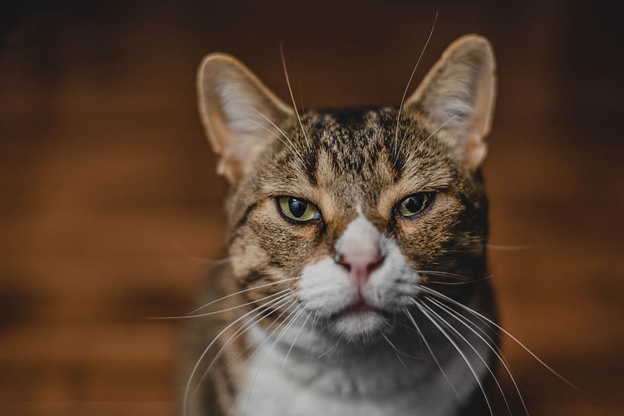 selective focus photography of brown and white tabby cat, pet