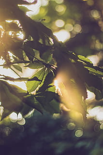wallpaper, background, lightbeam, sun, nature, leafes, orange HD wallpaper