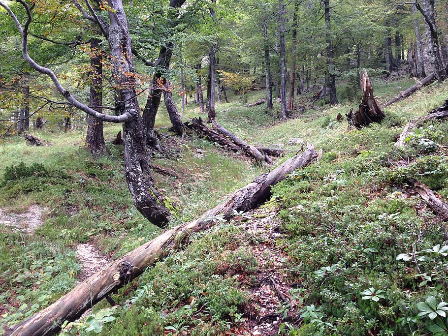 slovenia, stahovica, planjava, bushes, log, dead trees, wilderness HD wallpaper