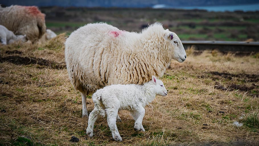 Photo of Mother Sheep and Lamb on Field, animals, countryside