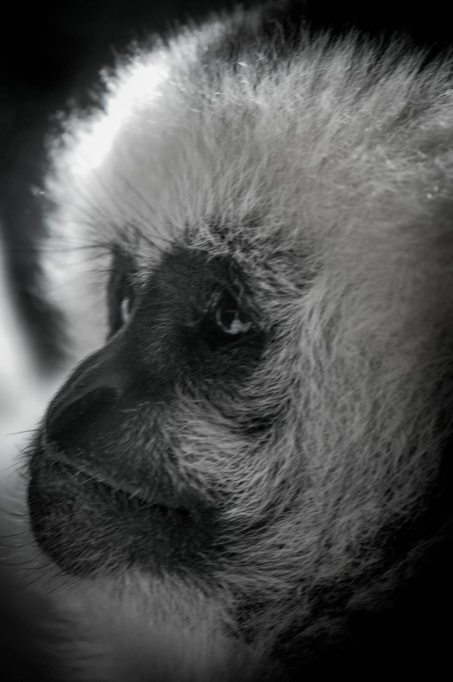 langur, monkey, one animal, mammal, animal themes, domestic HD wallpaper