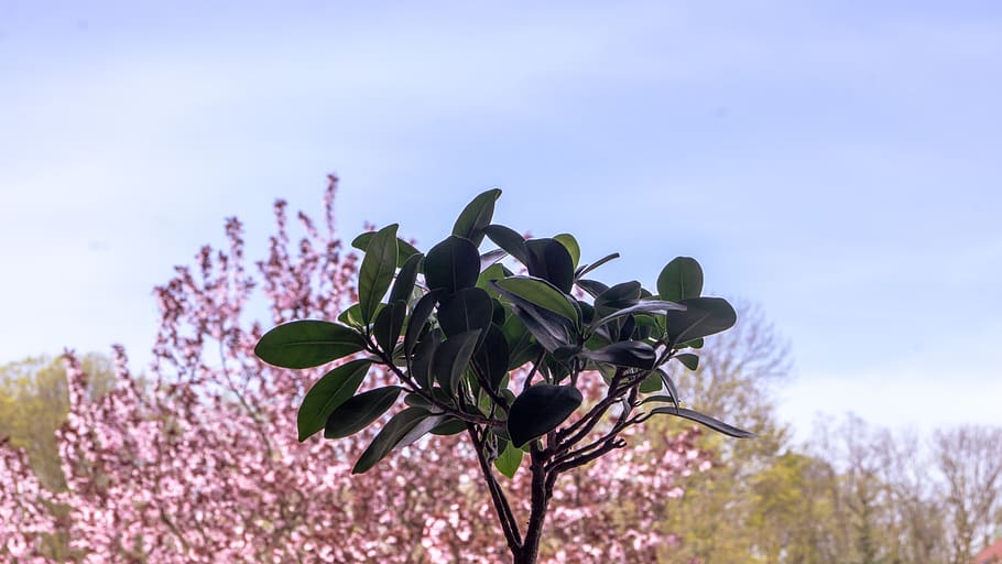 tree, bosai, summer, cherryblum, spring, sky, plant, beauty in nature HD wallpaper